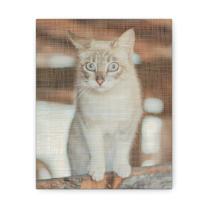Beautiful & Gorgeous Cat design Canvas Gallery Wraps poster